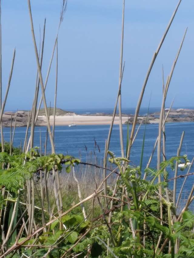 Molène, une île en voie de disparition