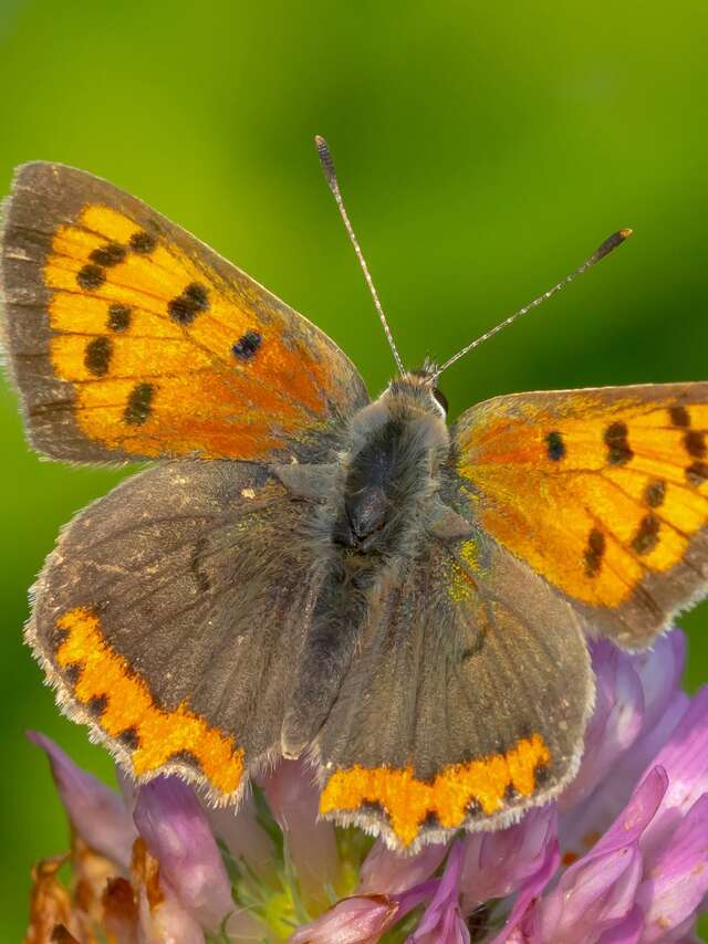 Université de la nature - Initiation à la reconnaissance des insectes
