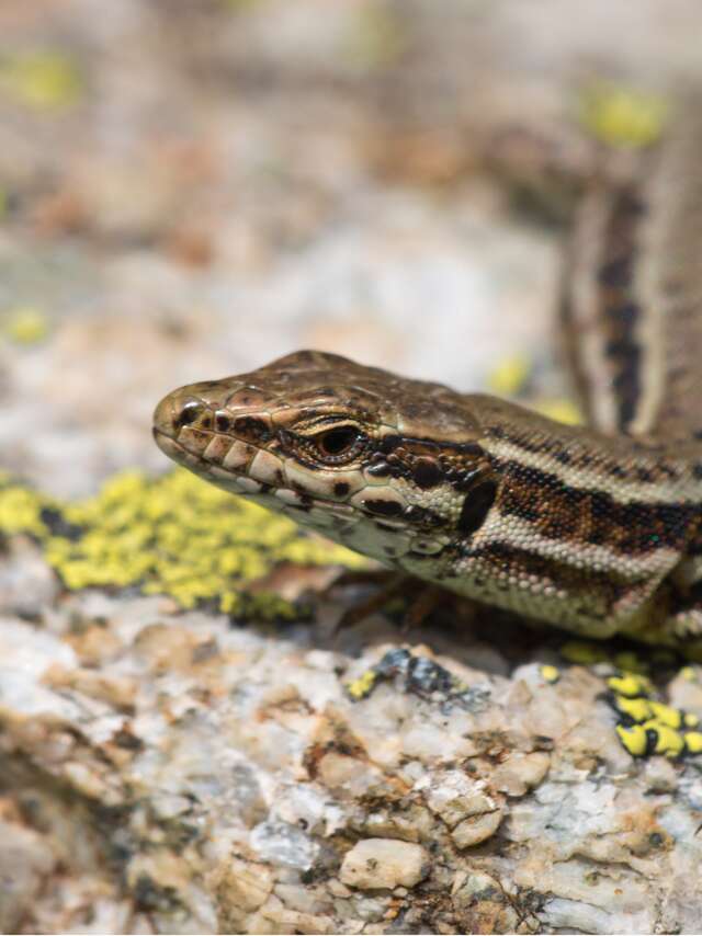 Université de la nature - Initiation à la reconnaissance des reptiles