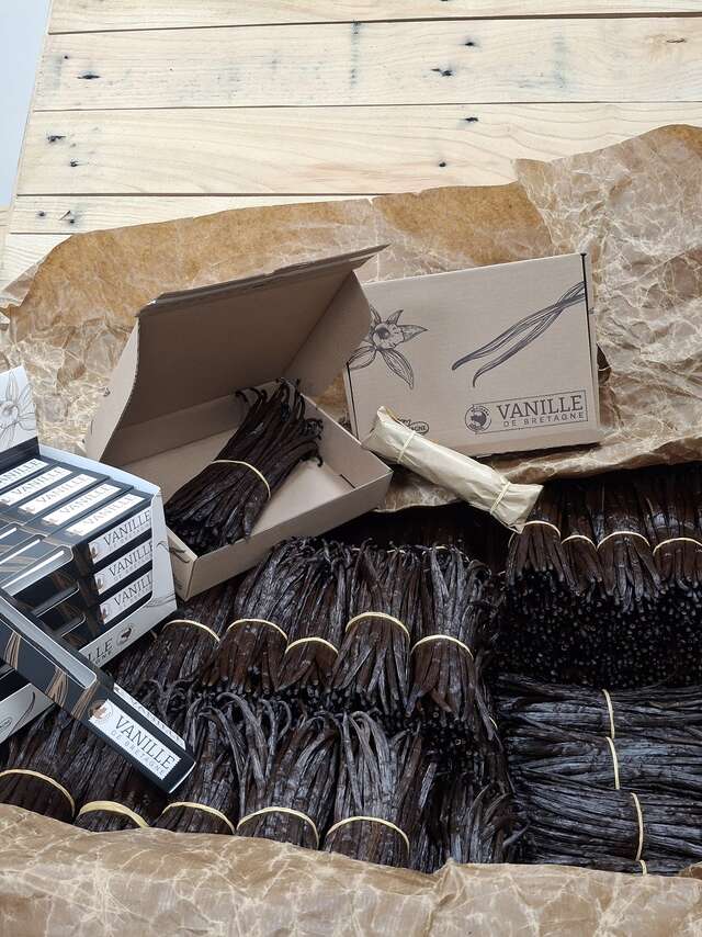 Visite de la culture de vanille