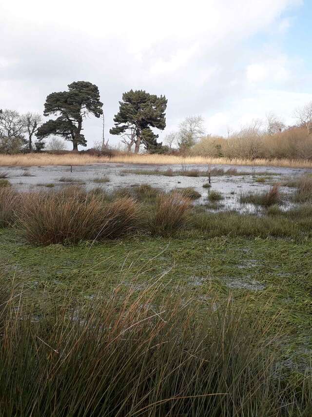 Journée mondiale des zones humides - Balade aux marais
