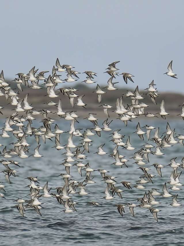 Séance d’observation et de reconnaissance des oiseaux migrateurs