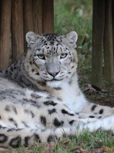 Zooparc de Trégomeur