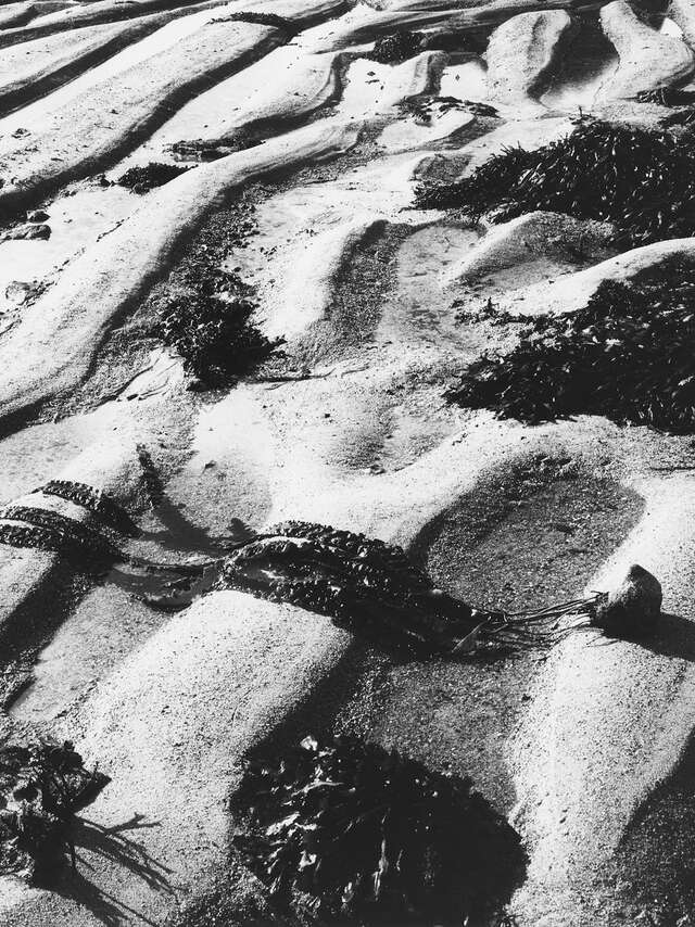 Photographs of Foreign Algae