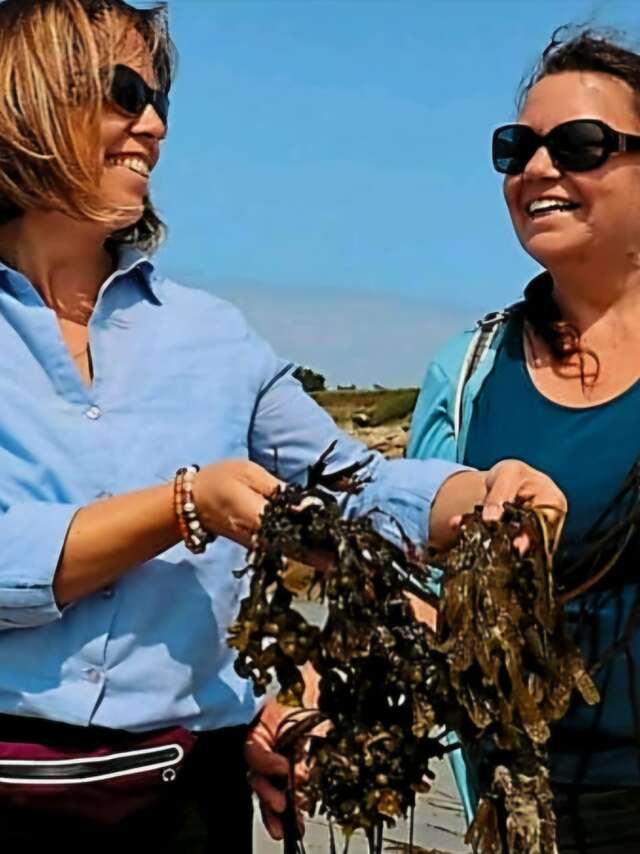 Cueillette et préparation aux algues