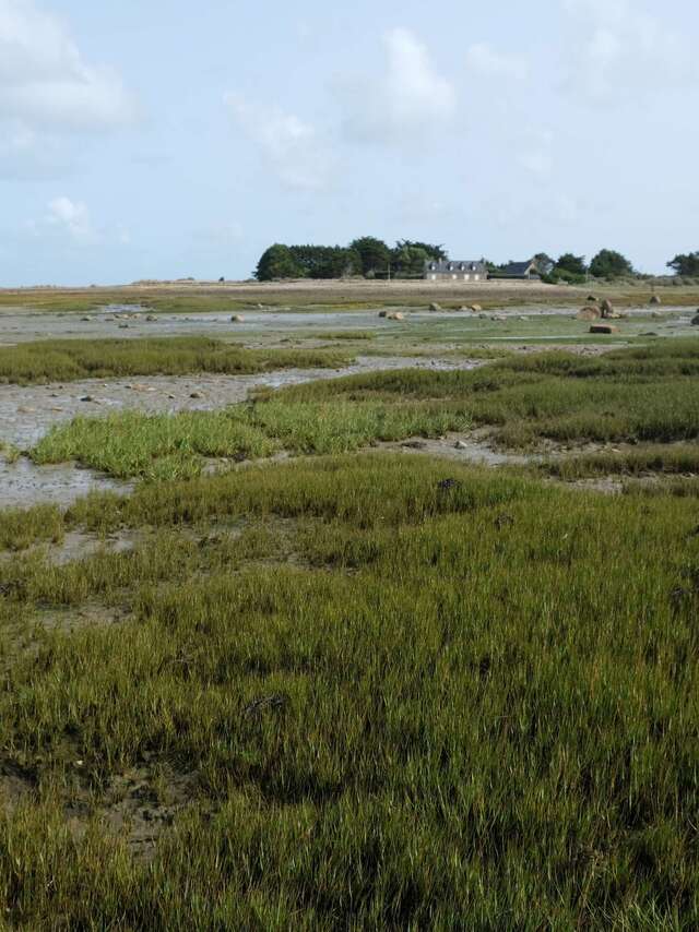 Journée mondiale des zones humides - Parcours botanique