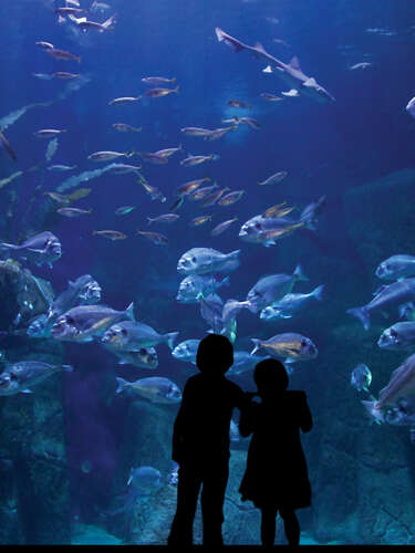 Aquashow