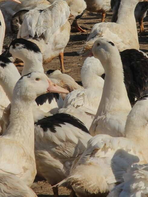 Ferme Parlariou