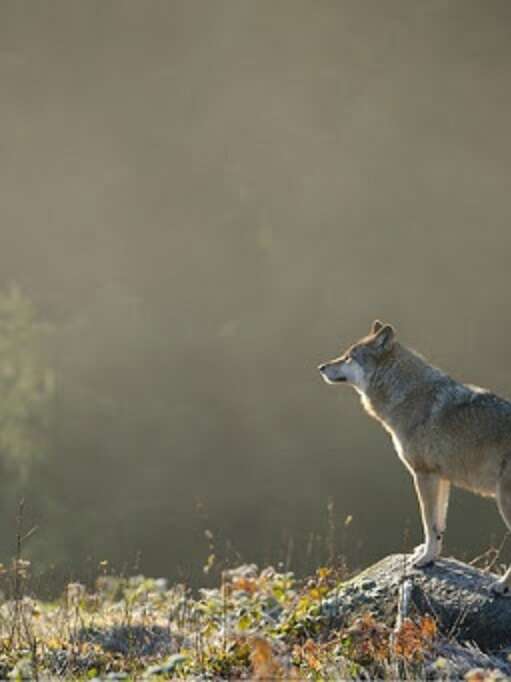 Parc animalier Les Loups de Chabrières