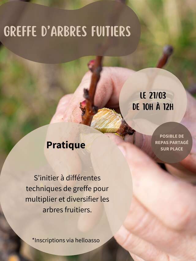 GREFFE D'ARBRES FRUITIERS