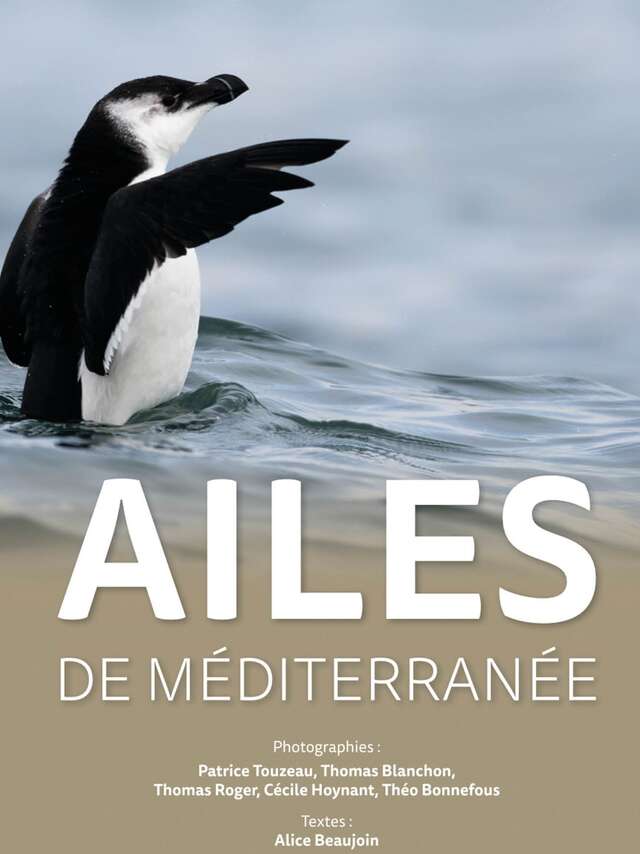 EXPOSITION "AILES DE MÉDITERRANÉE"