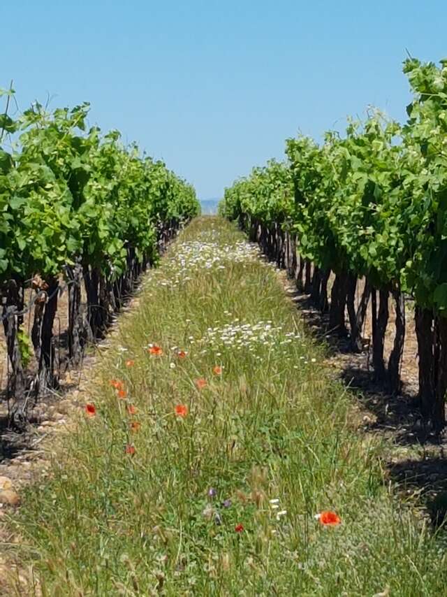 DOMAINE DE CAUSSE