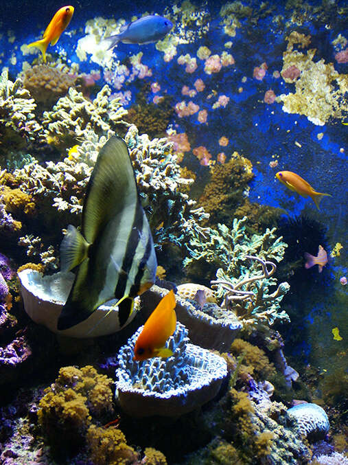 SEAQUARIUM INSTITUT MARIN