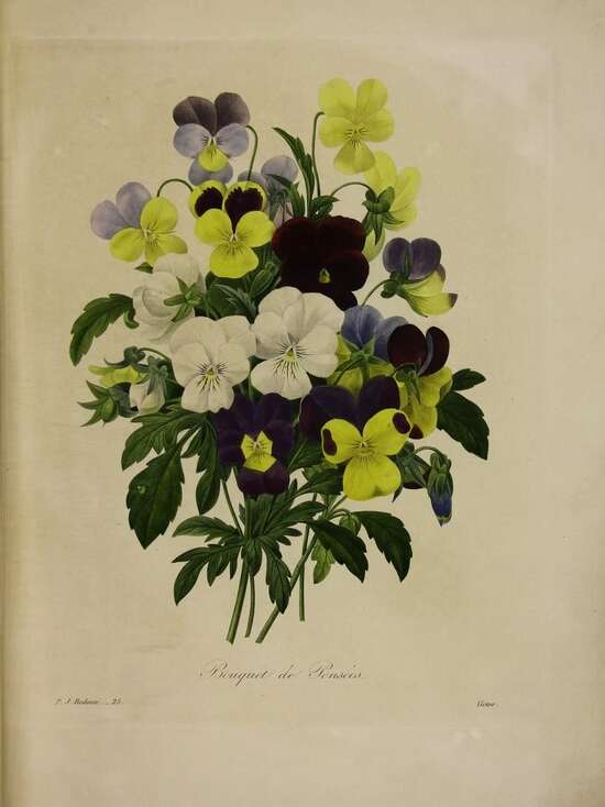 LE LANGAGE DES FLEURS