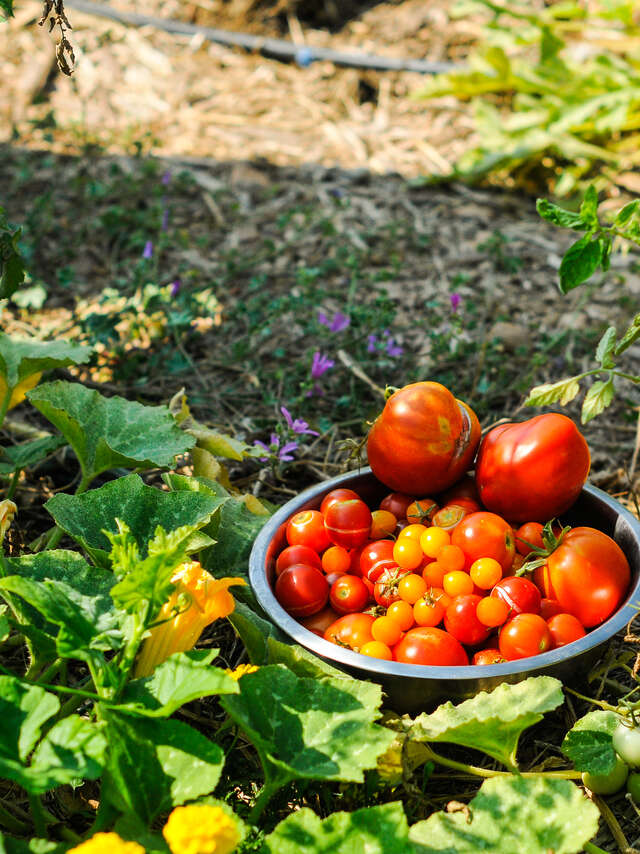 FORMATION POTAGER MOIS PAR MOIS - OASIS CITADINE
