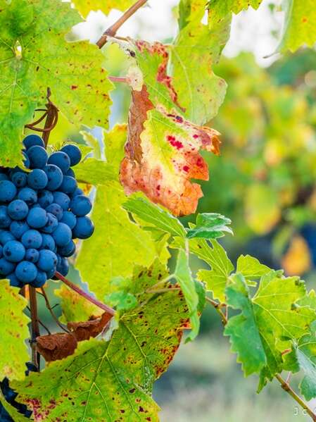Portes ouvertes au Vignoble de la Rodaie