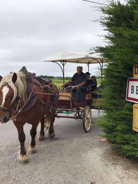 Découverte commentée du vignoble en calèche
