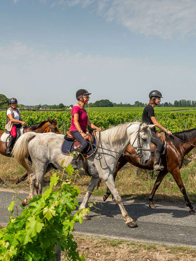 Entre vignes et forêts