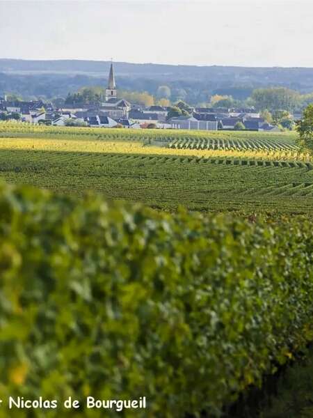 Vignobles en Scène ! - Reflets de vignes