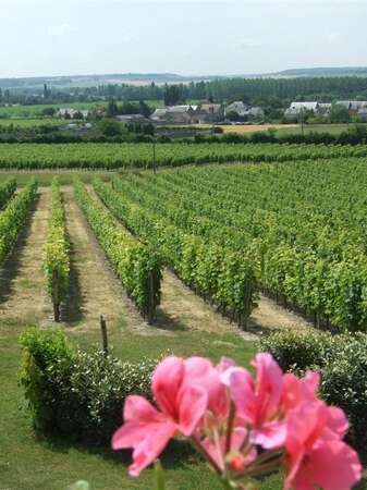 Entre bois de Juche-Pie et vignobles des Folies