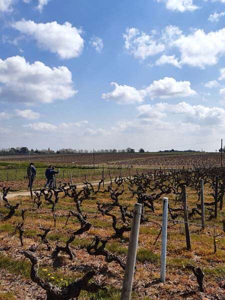Sentier entre Loire et vignes