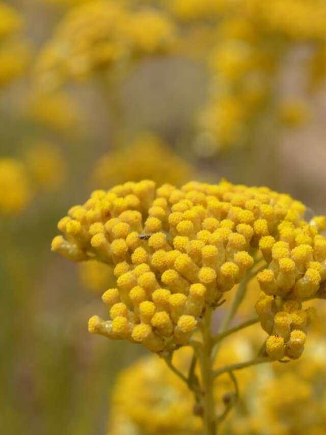 VITALBA - DISTILLERIE LISTINCU