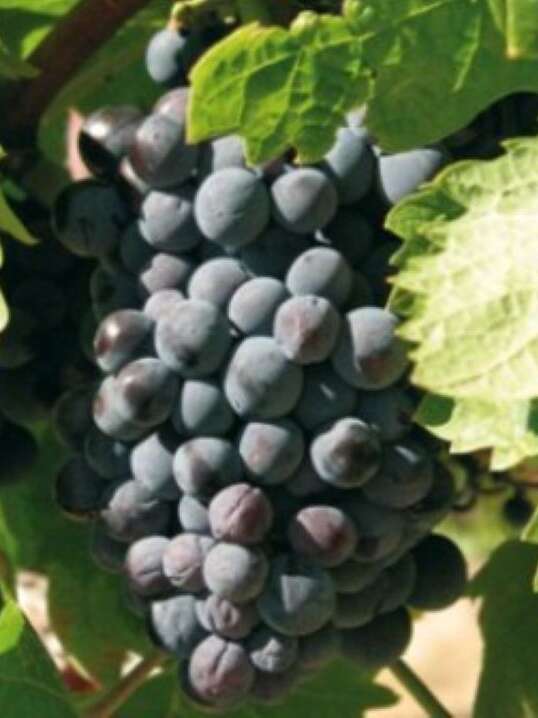 DOMAINE SAN MICHELI