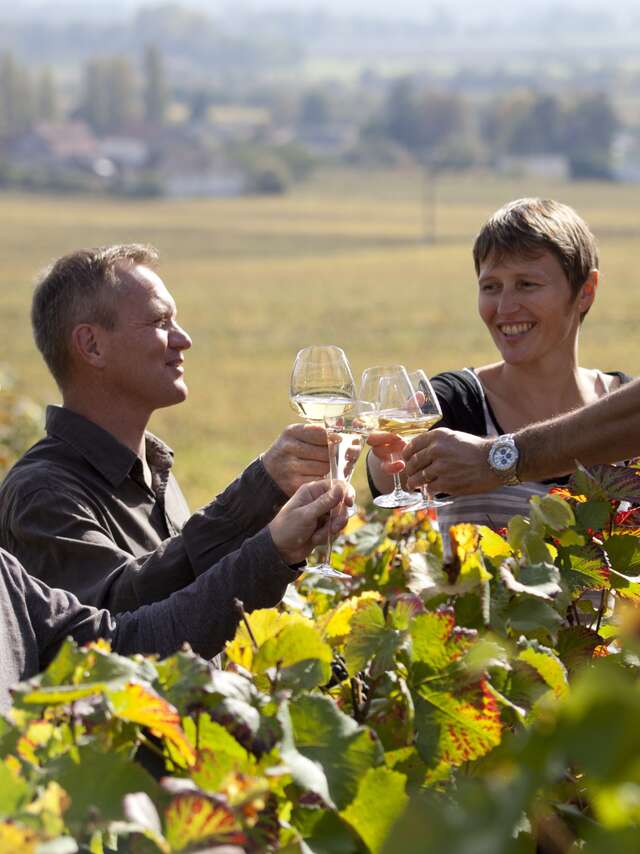 Balade entre vignes et vins