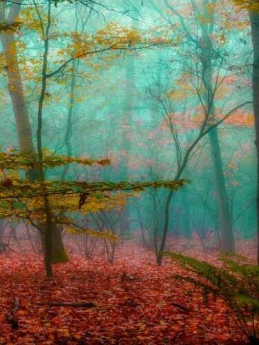 La forêt dans nos têtes
