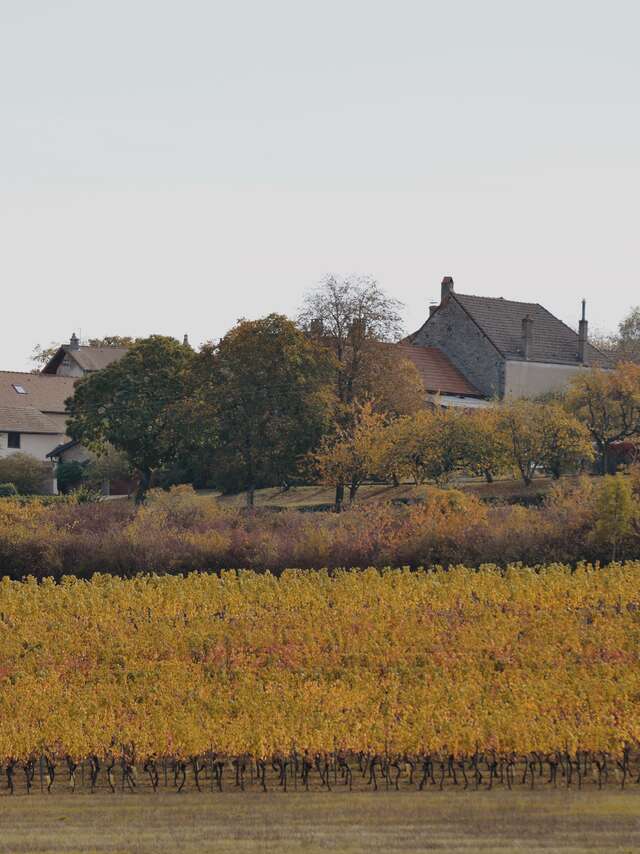 Gîte Aux Vignes de Marey