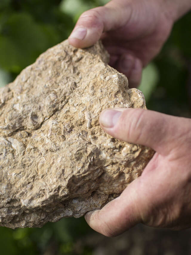 Beaune : Journées Européennes de l'archéologie