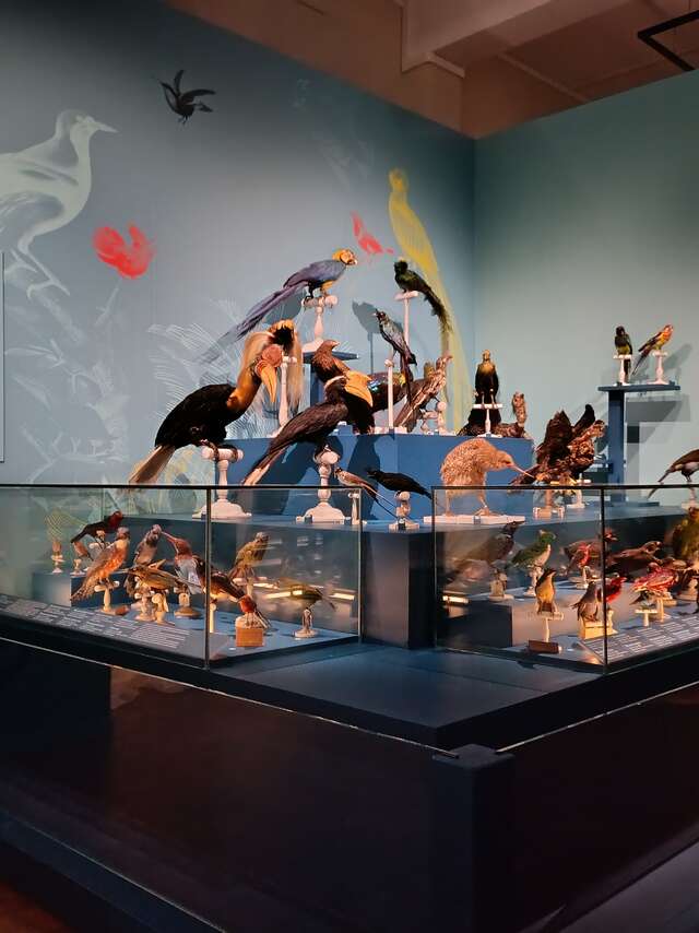 Visite guidée : Drôles d’oiseaux, lumière sur une collection exotique