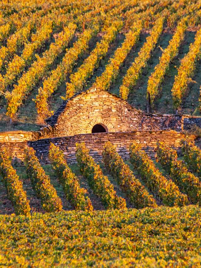 Chemins de Bourgogne - Matinée en Côte de Beaune en petit groupe