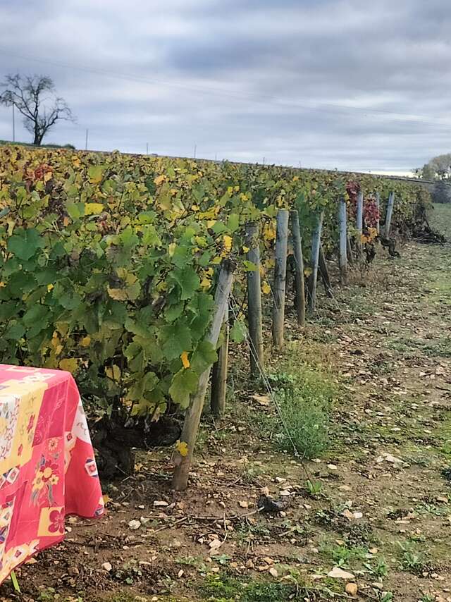 Mission vigneron :  l'âme d'un terroir, le défi entre vos mains