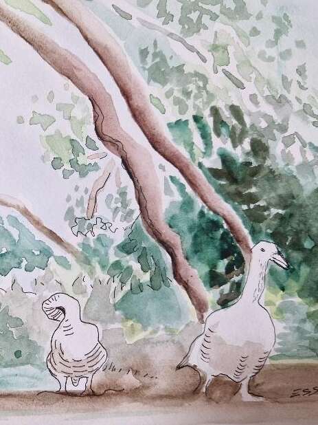 Stage d'aquarelle