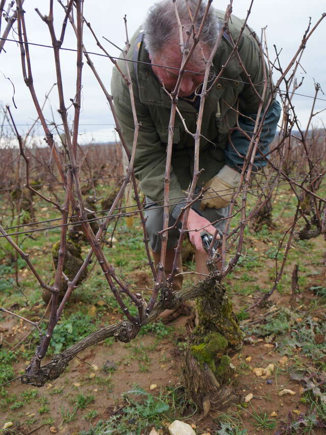 Balade viticole à Meursault : une question de taille, regards sur une technique viticole