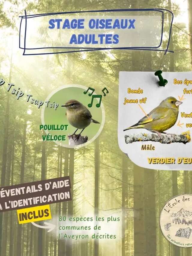 Stage oiseaux (Adultes)