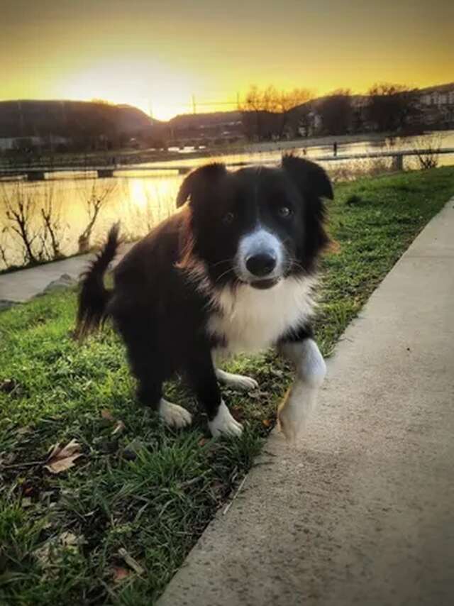 Visite Millau avec ton chien !