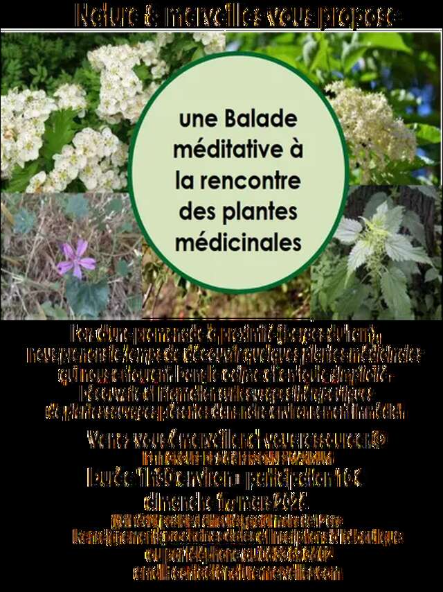 Balade à la rencontre des plantes médicinales - Nature et Merveilles