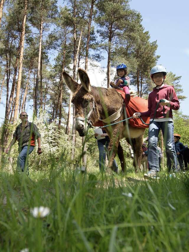L'appel de la forêt
