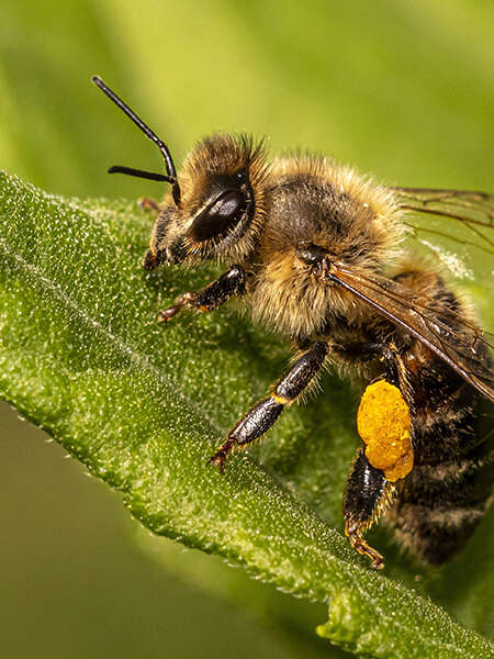 L'abeille, star des pollinisateurs ! Mais qui sont les autres ?