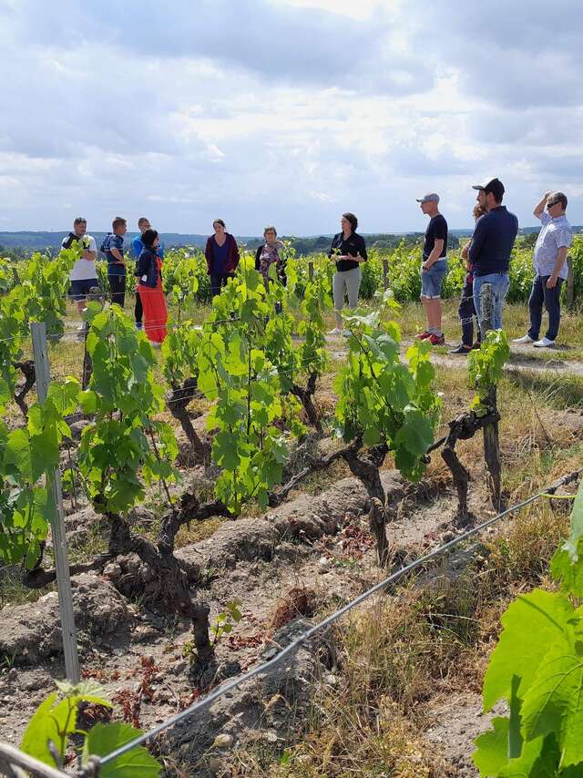 La Balade Commentée, entre Sauvignon et Gamay