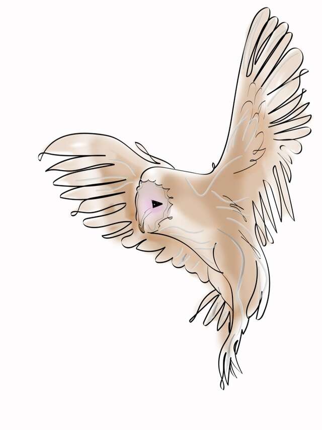 Atelier « Quand les rapaces passent, les proies trépassent ! »