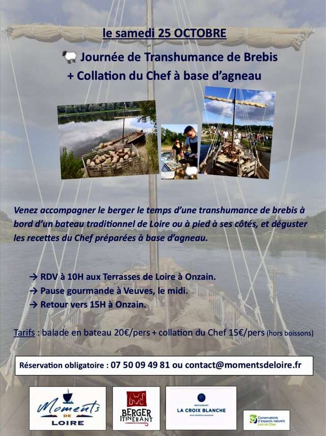 Transhumance de brebis