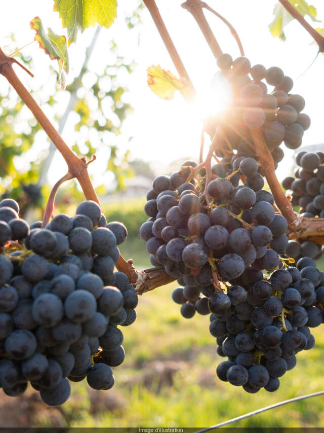 1er salon des vigneron.nes "Entre nous"