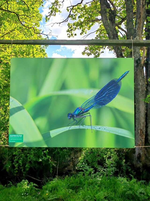 Biodiversité, de l'invisible au visible
