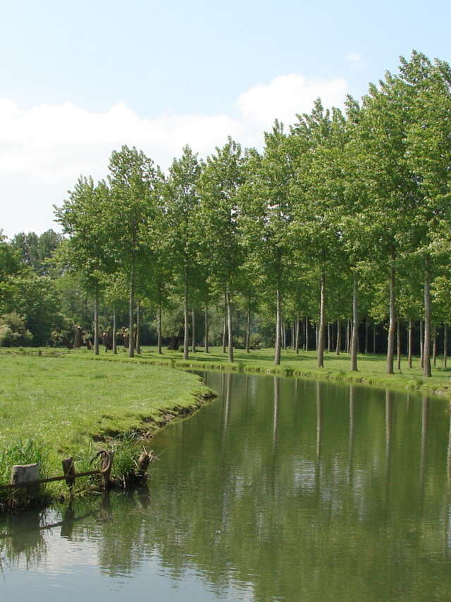 Chasse au trésor Totemus - Le Saule et la Rainette