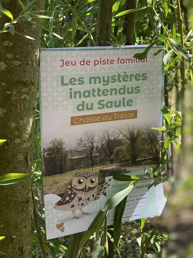 Les mystères innatendus du Saule