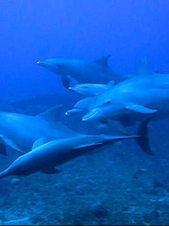 Cinquième Elément (Le)