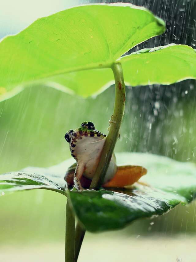 SAISON MERVEILLEUSE | Le grand voyage des amphibiens